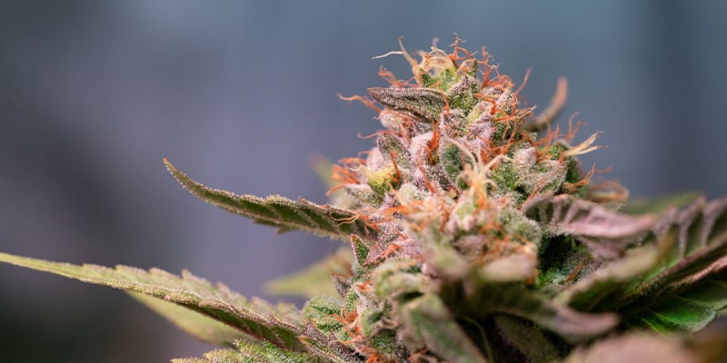 Strawberry Cough: Cannabis Strain Review & Information﻿﻿﻿﻿﻿ - Zamnesia